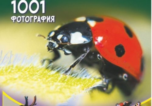 Большая книга о насекомых