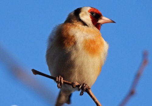 Птицы Донецкого края зимой: секреты выживания и необычные привычки